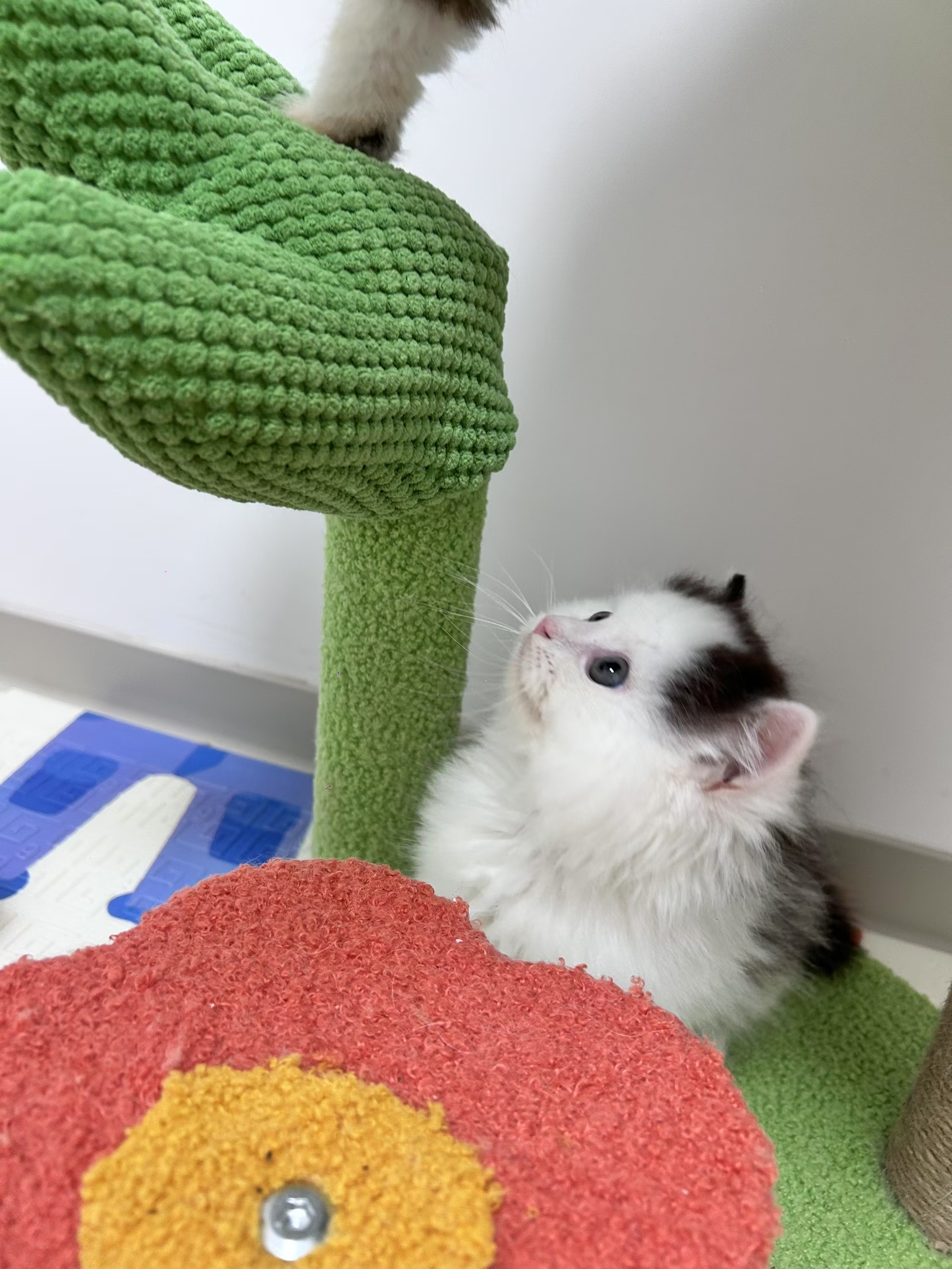 奶牛猫弟弟
